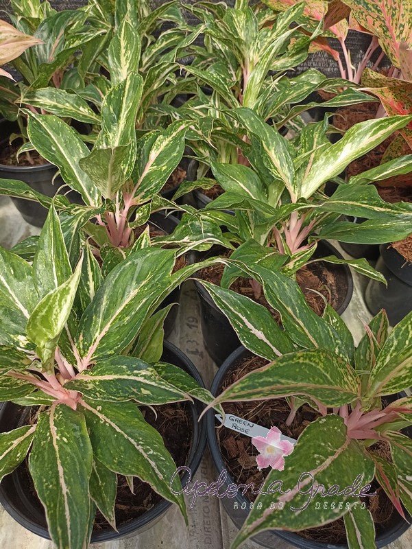 AGLAONEMA GREEN ROSE - Apolonia Grade