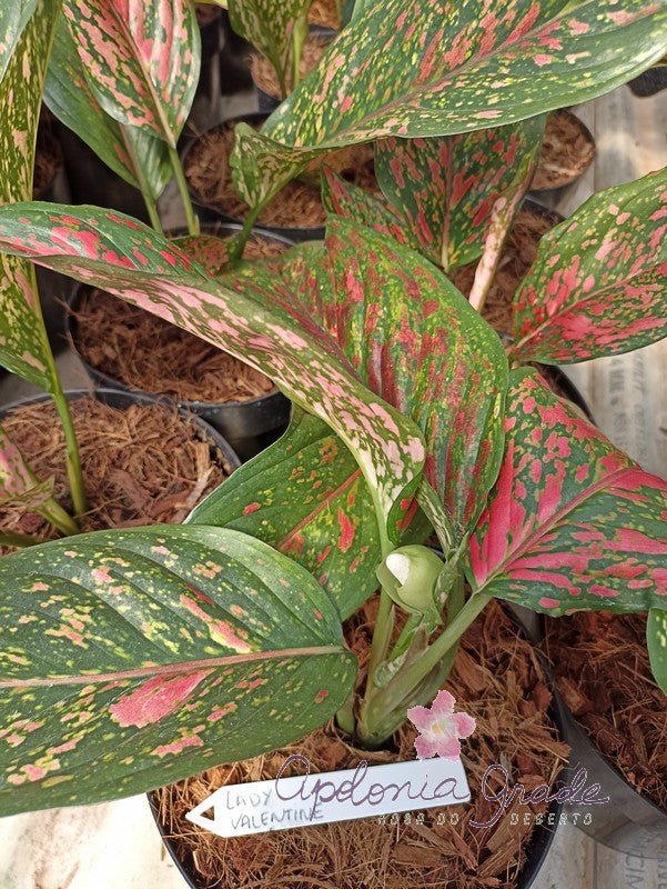 AGLAONEMA LADY VALENTINE - Apolonia Grade
