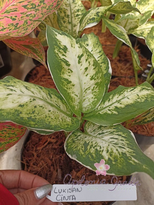 AGLAONEMA LUKISAN CINTA - Apolonia Grade