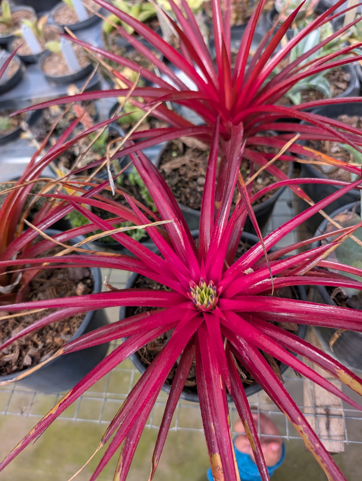 BROMÉLIA HUMILIS | VERMELHA - Apolonia Grade