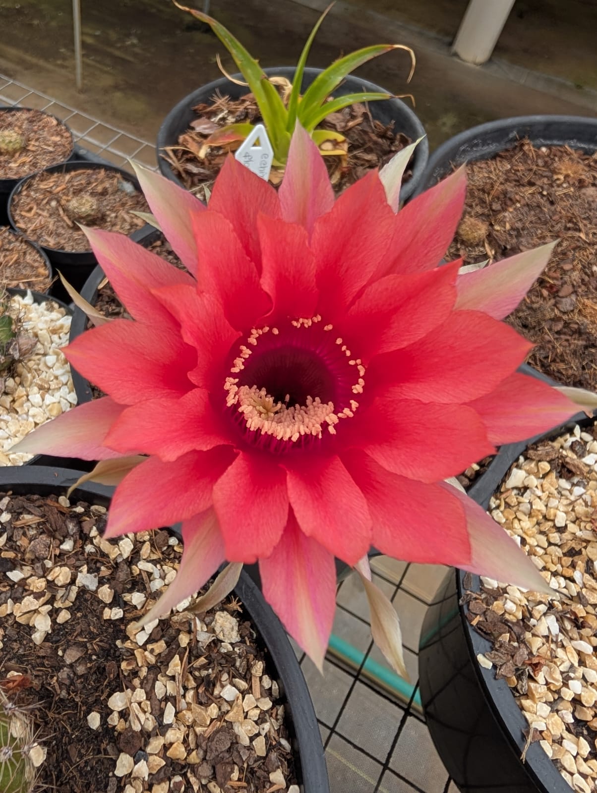 CACTO ECHINOPSIS | FLOR VERMELHA - Apolonia Grade