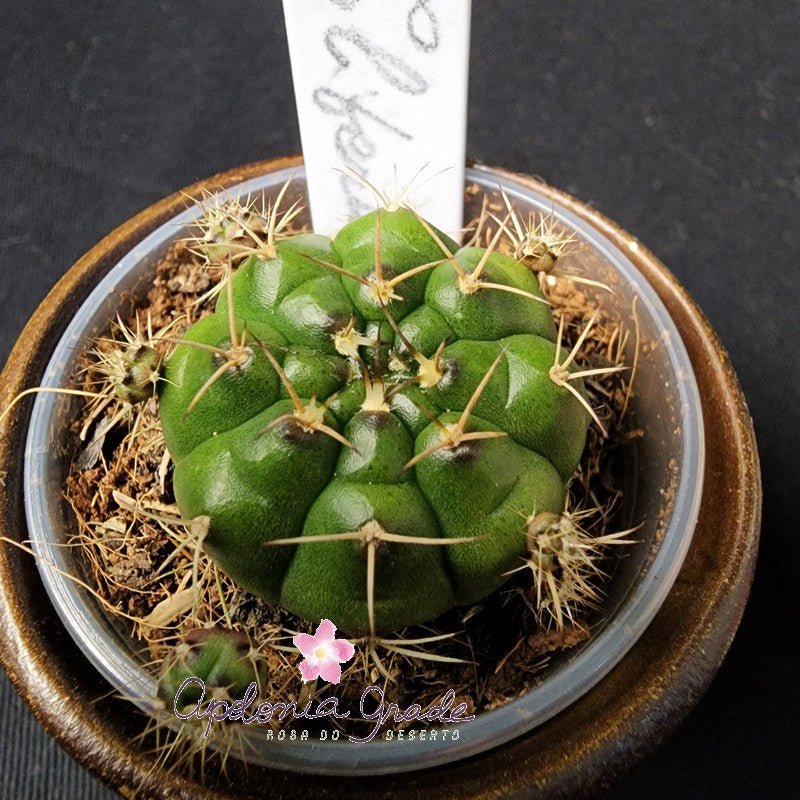 CACTO GYMNOCALYCIUM PROLIFERUM - Apolonia Grade