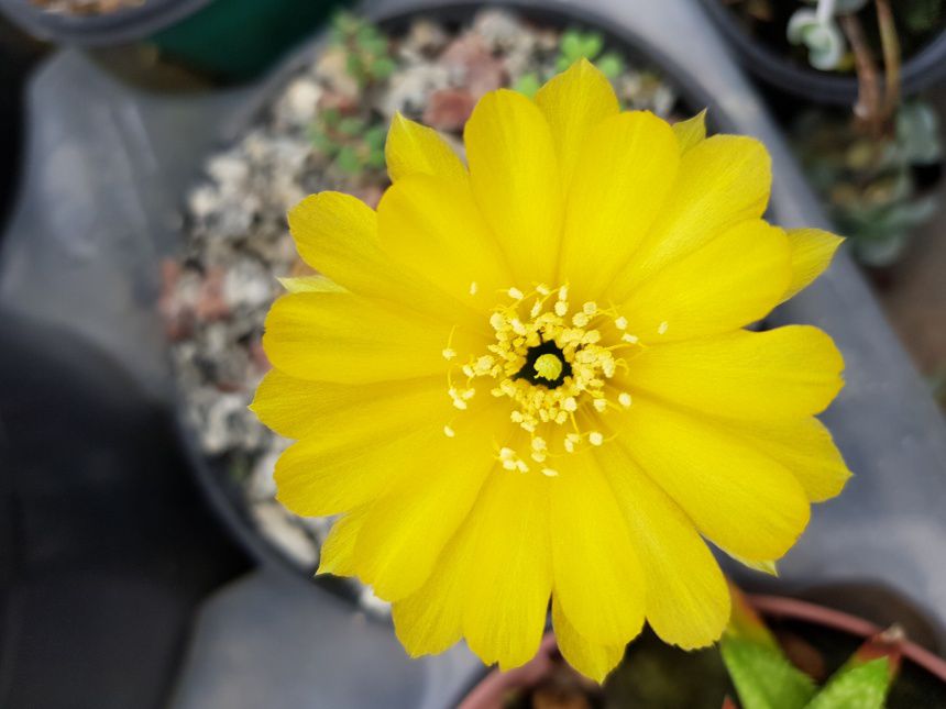 CACTO LOBIVIA ARACHNACANTHA (AMARELO) - Apolonia Grade