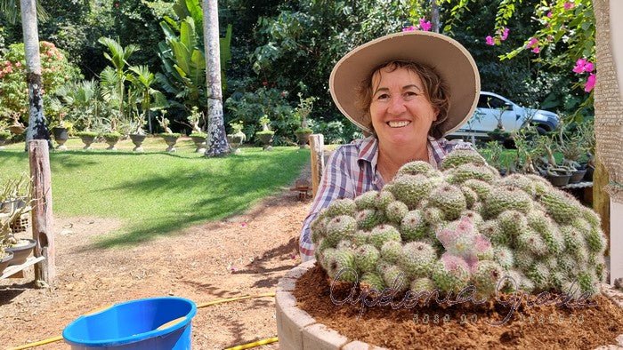 CACTO MAMMILLARIA BENECKEYI - Apolonia Grade