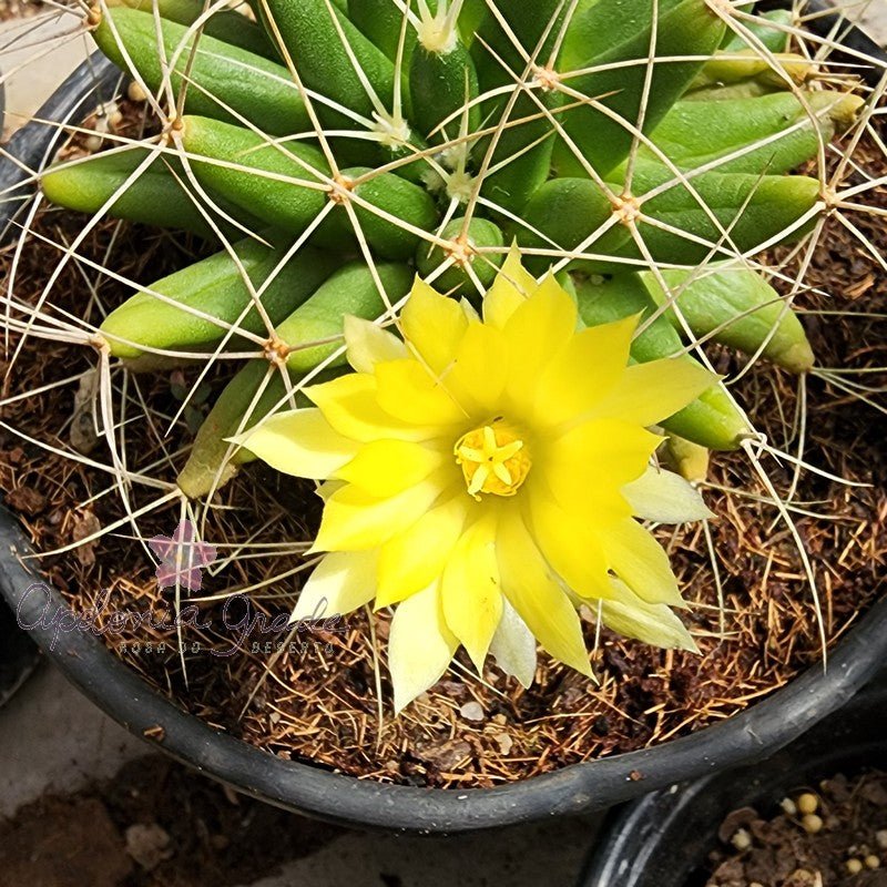 CACTO MAMMILLARIA LONGIMMAMMA - Apolonia Grade