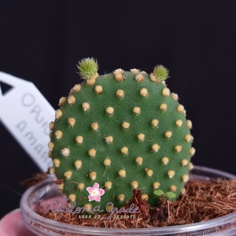 CACTO MICKEY MOUSE - AMARELO (Opuntia Microdasys) - Apolonia Grade
