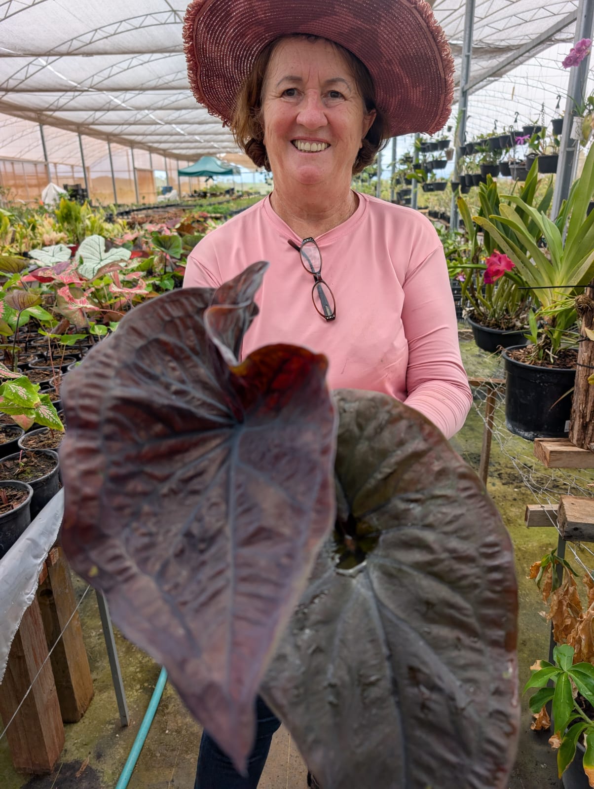 CALADIUM | BLACK MAMBA 001 - Apolonia Grade