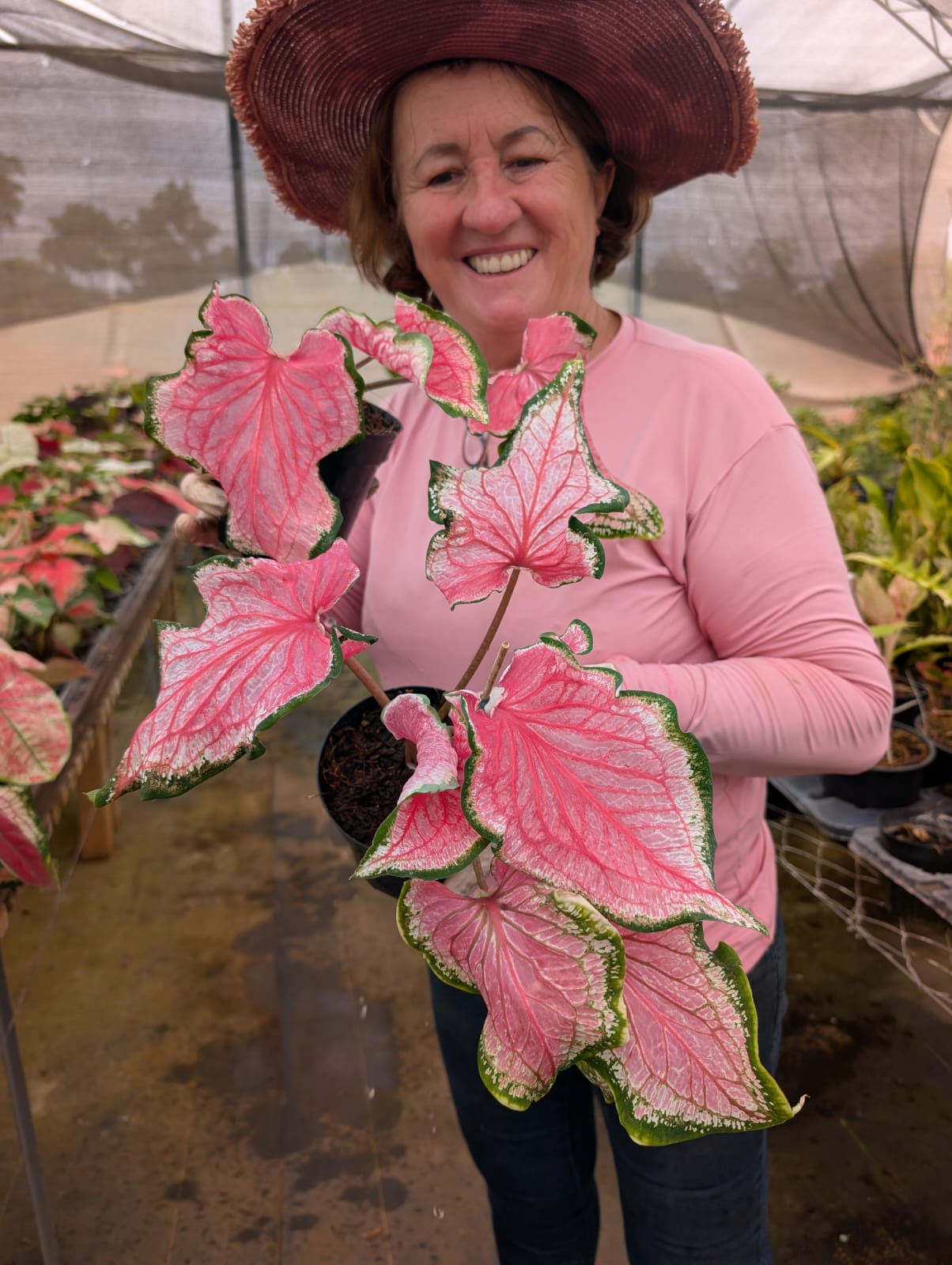 CALADIUM | PINK PANTHER 010 - Apolonia Grade
