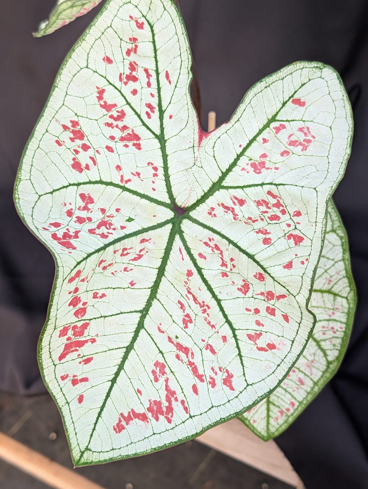 CALADIUM | STRAWBERRY STAR 011 - Apolonia Grade