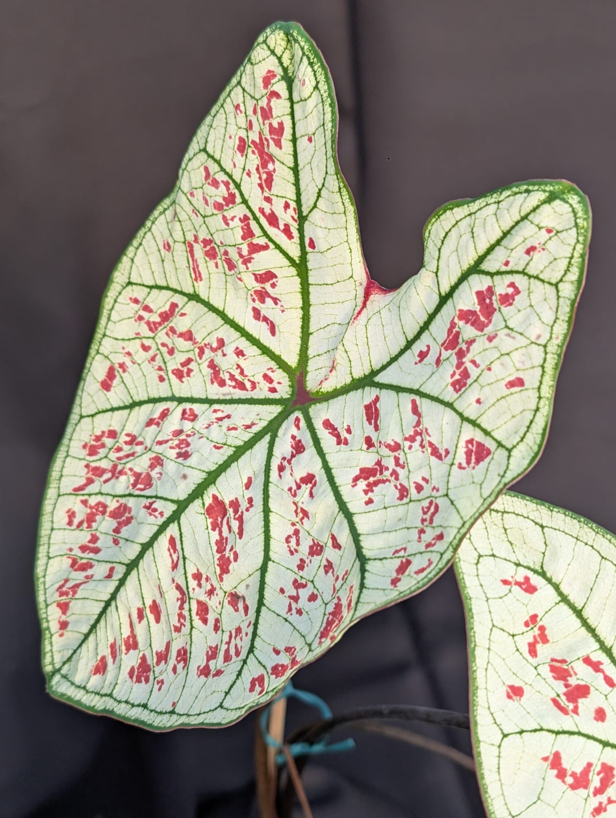 CALADIUM | STRAWBERRY STAR 011 - Apolonia Grade