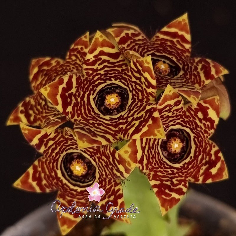 CARALLUMA CRENULATA - CACTO ESTRELA - FEDIDINHA - Apolonia Grade