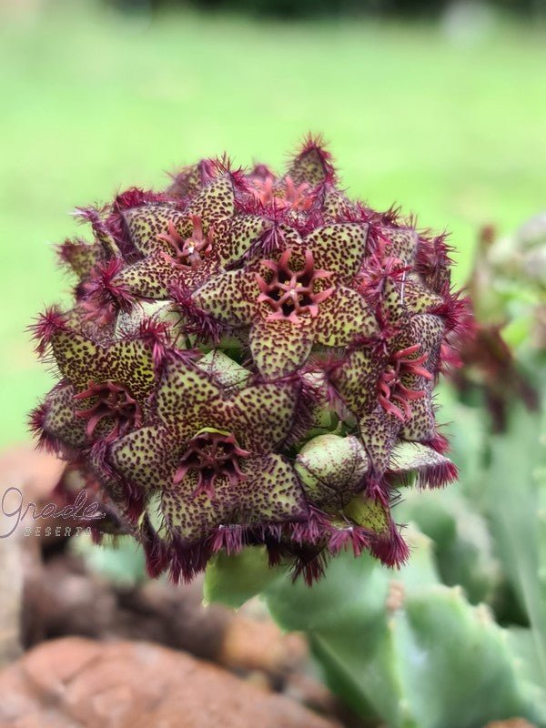 CARALLUMA FOULCHERI DELBOSCII V. GREENBERGIANA (ESTACA) - CACTO ESTRELA - FEDIDINHA - Apolonia Grade