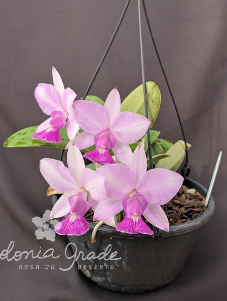 CATTLEYA WALKERIANA SEMI ALBA - Apolonia Grade