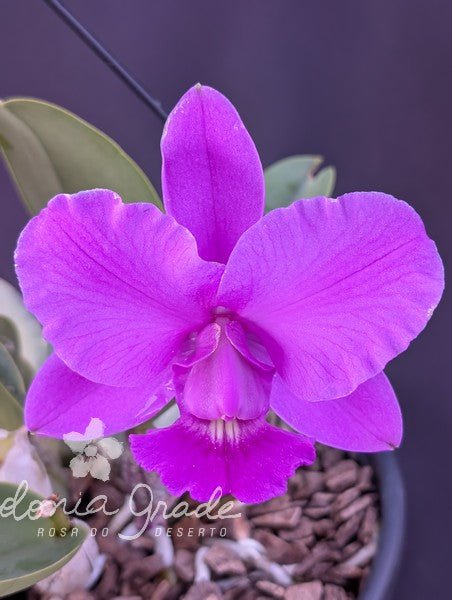 CATTLEYA WALKERIANA (TIPO) - Apolonia Grade