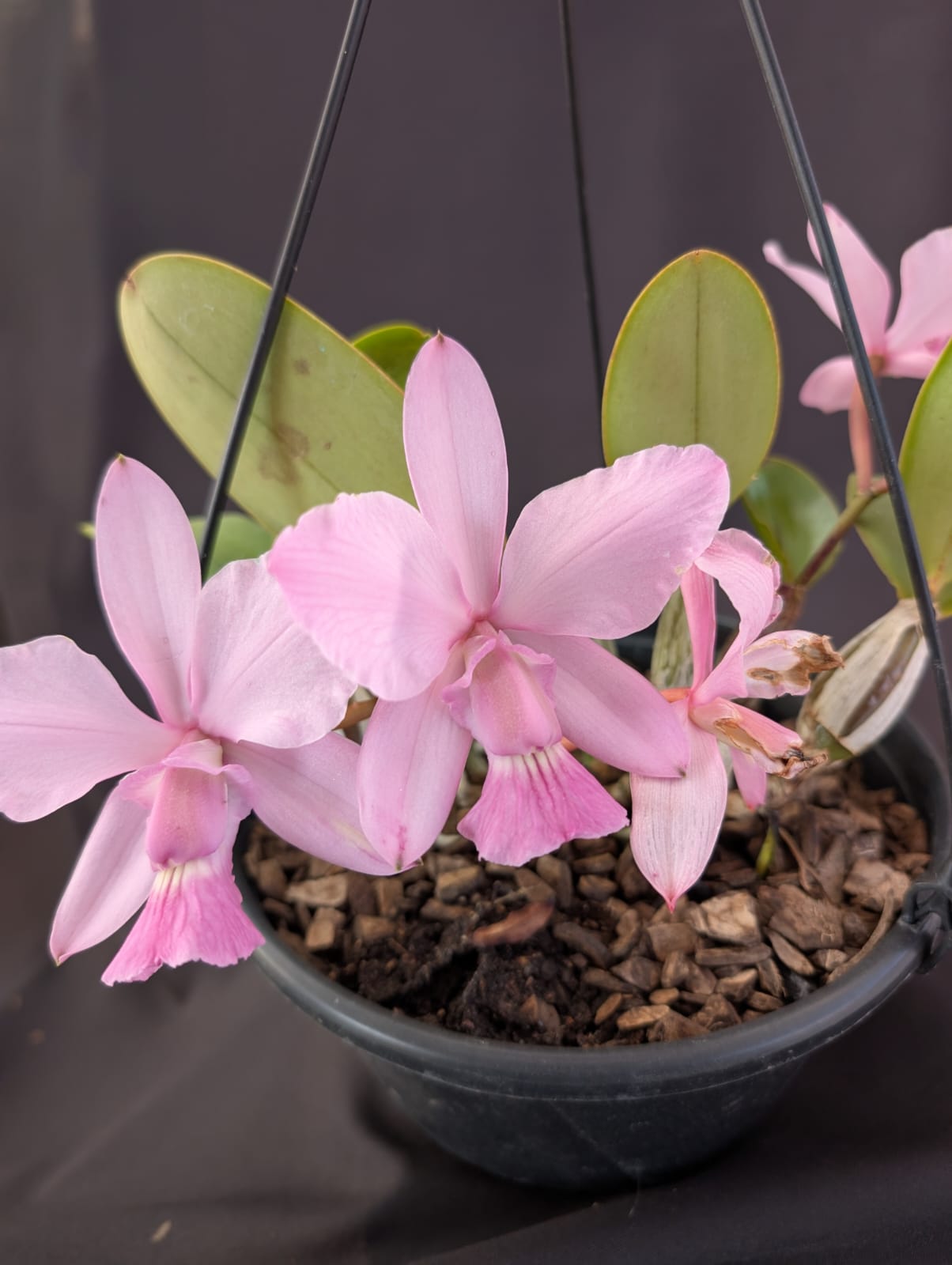 CATTLEYA WALKERIANA VINICOLOR - Apolonia Grade
