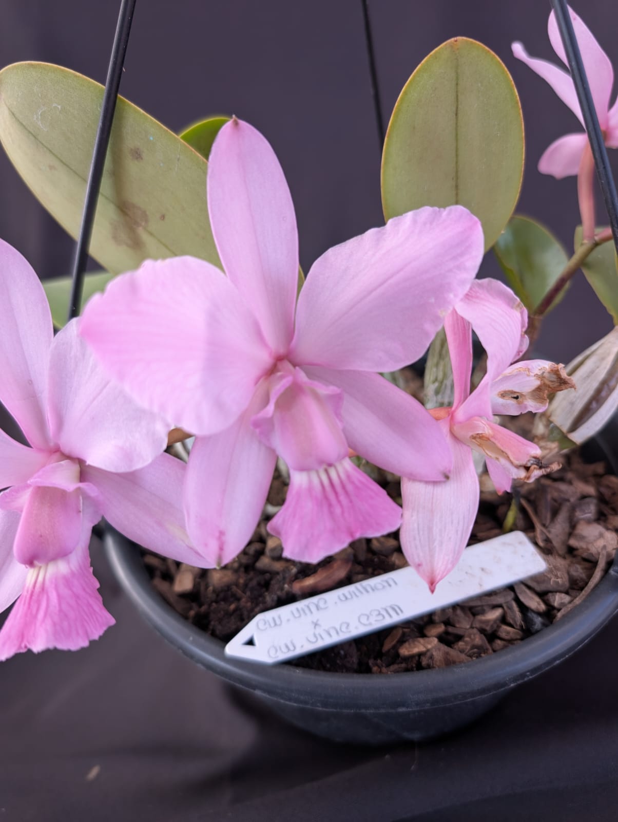 CATTLEYA WALKERIANA VINICOLOR - Apolonia Grade