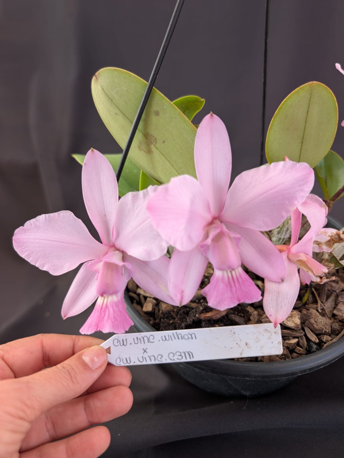 CATTLEYA WALKERIANA VINICOLOR - Apolonia Grade