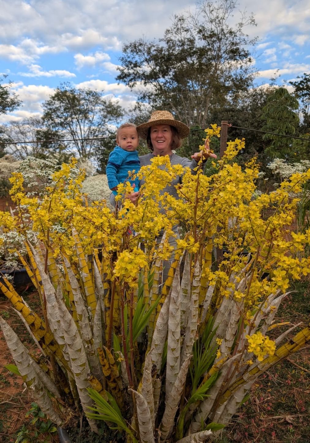 CYRTOPODIUM CACHIMBOENSIS - (Corte adulto) - Apolonia Grade