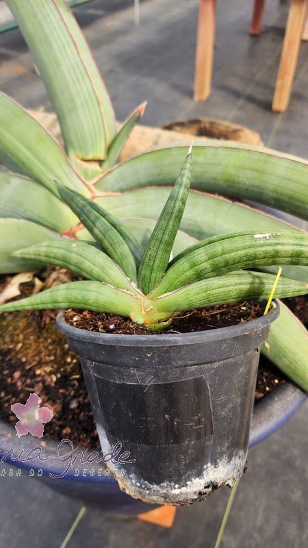 ESPADA DE SÃO JORGE - SANSEVIERIA ELIENSIS - Apolonia Grade