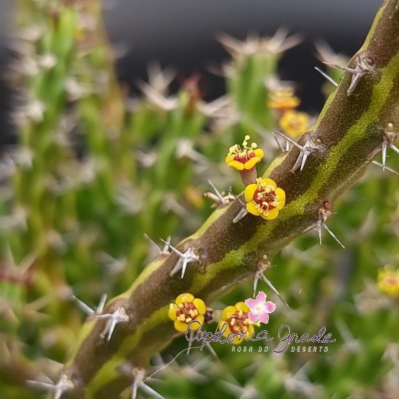 EUPHORBIA DICHROA - Cacto - Apolonia Grade