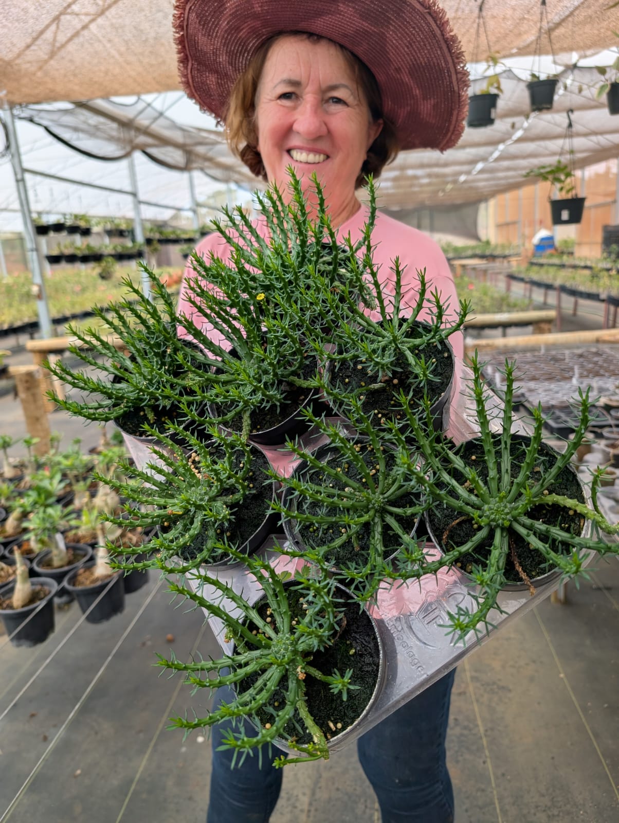 Euphorbia Flanegani - Apolonia Grade