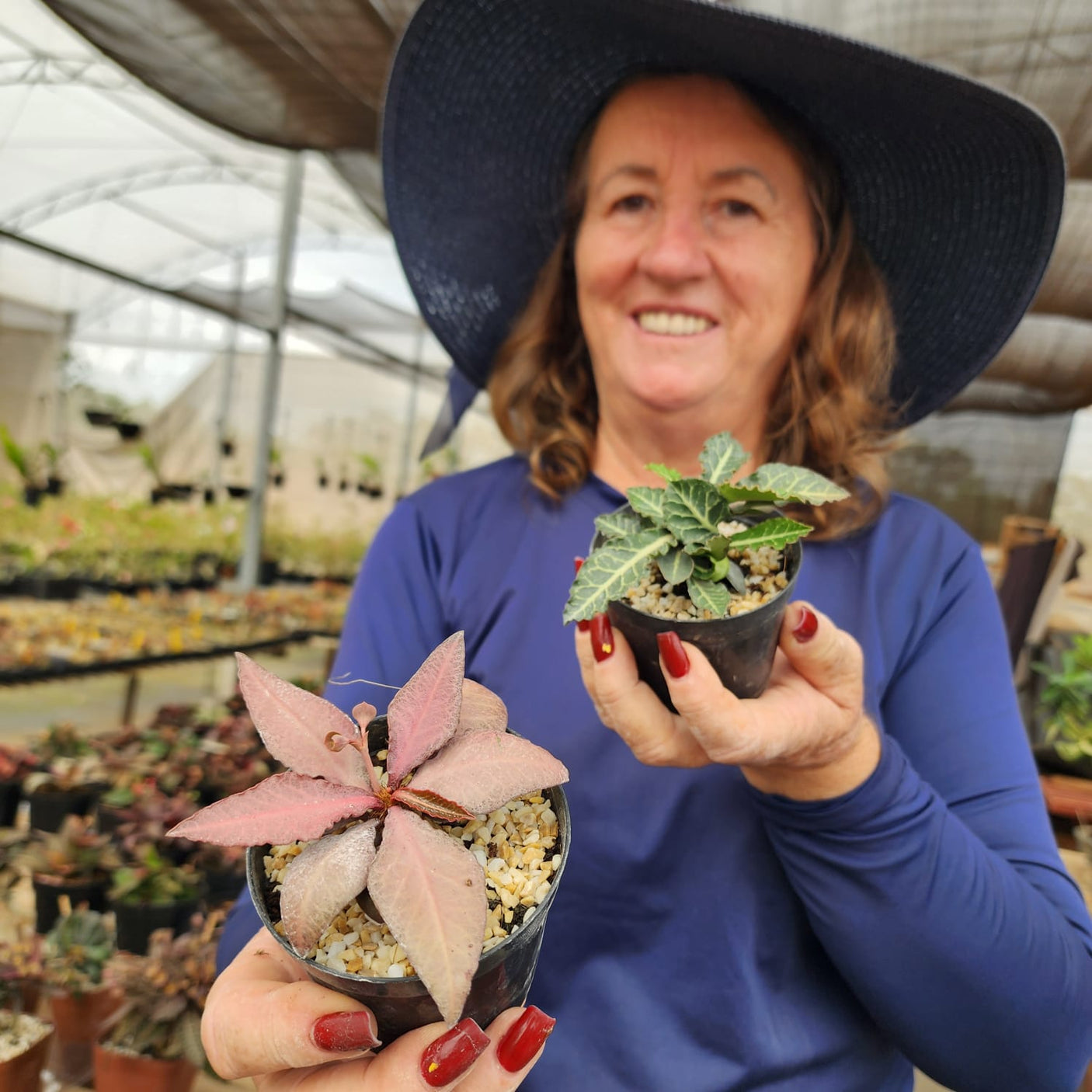 EUPHORBIA FRANCOISII | COMBO DE TRÊS | tam: P - Apolonia Grade