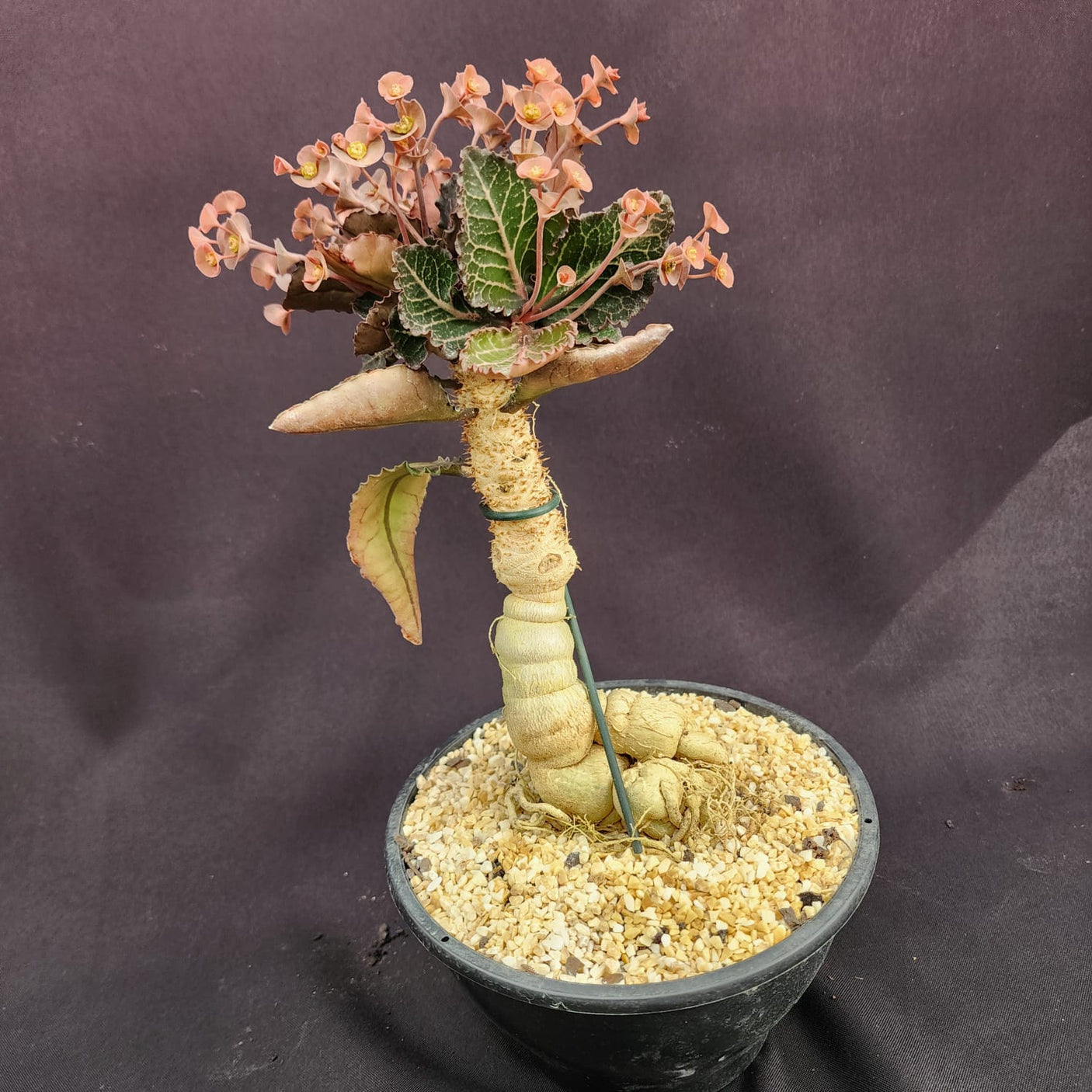 EUPHORBIA FRANCOISII | tam: G - Apolonia Grade