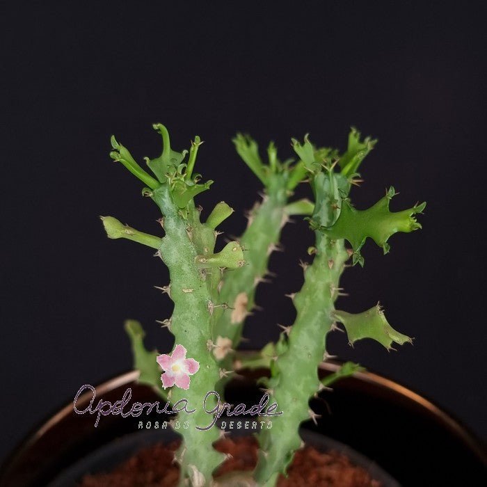 EUPHORBIA SP MOÇAMBIQUE - Cacto euforbia - Apolonia Grade
