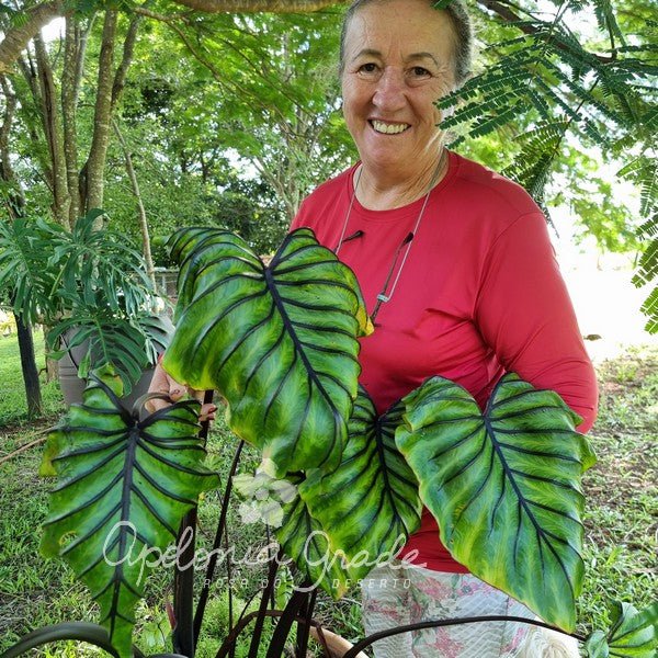 Folhagem - Colocasia Pharaoh Mask - Apolonia Grade