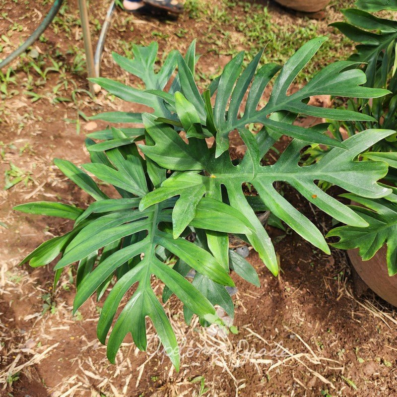 Folhagem - Filodendro elegans - Philodendron - Apolonia Grade