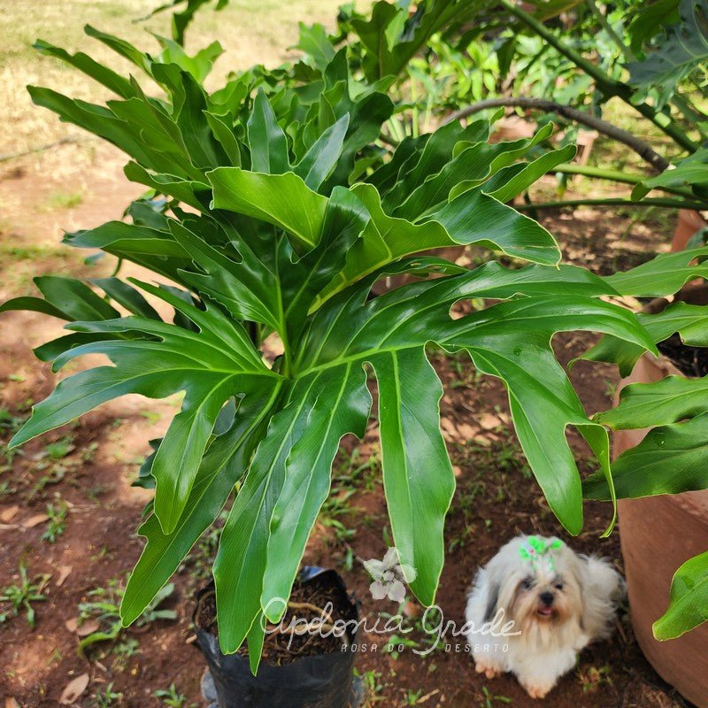 Folhagem - Filodendro Melo Barreto - Philodendron - Apolonia Grade