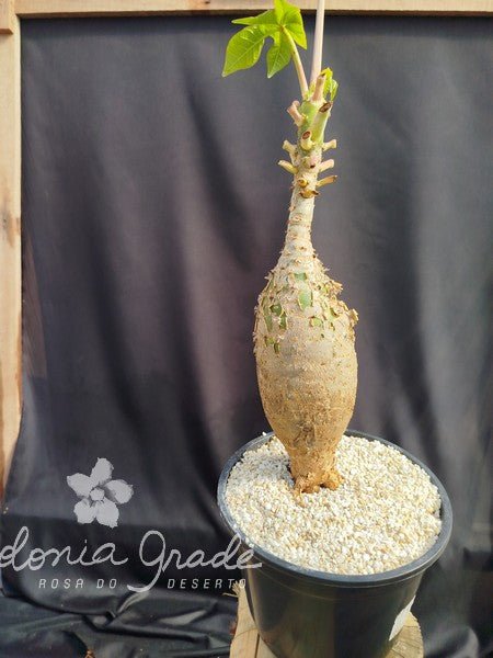 JATROPHA PODAGRICA - Muda GGG - Apolonia Grade