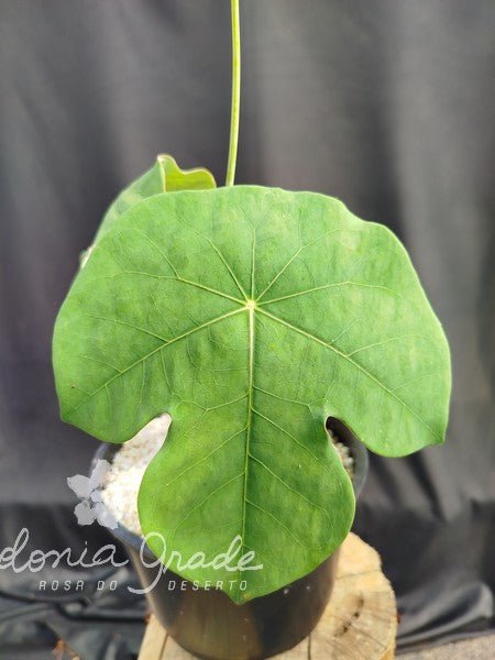 JATROPHA PODAGRICA - Muda Média - Apolonia Grade