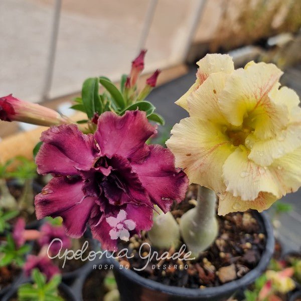 MAIS COR - PAMONHA E P200 - Apolonia Grade