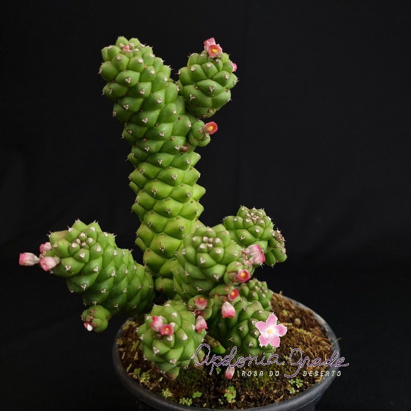 MONADENIUM SP (EUPHORBIACEAE) - Apolonia Grade