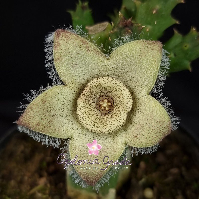 ORBEA CILIATA (ENXERTO EM ASTE DE STAP LEENDERTZIAE) - CACTO ESTRELA - FEDIDINHA - Apolonia Grade