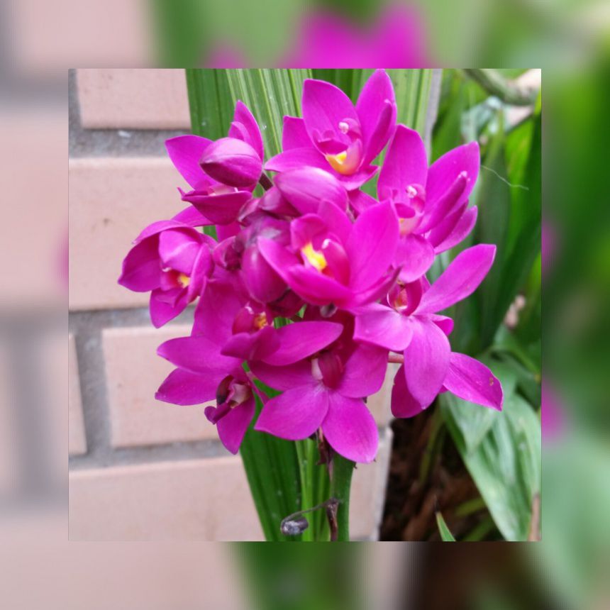 ORQUIDEA TERRESTRE (ROXA) - Apolonia Grade