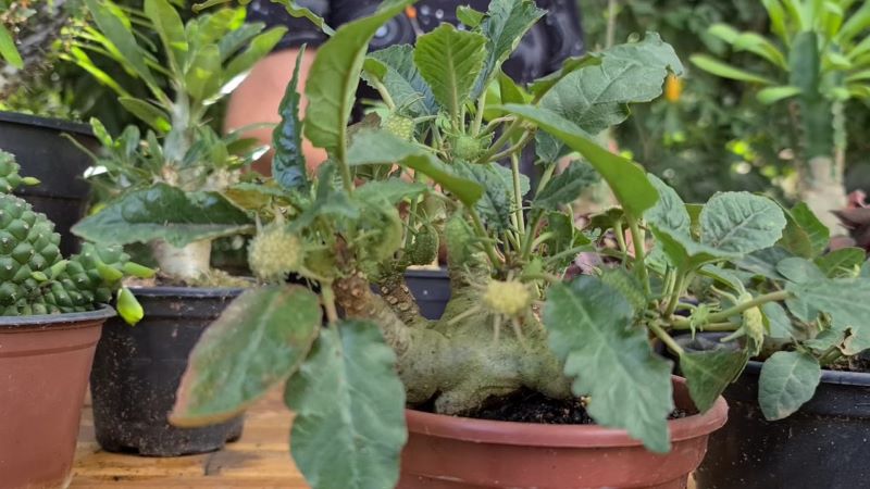 PACHYCAULE = DORSTENIA FOETIDA - Apolonia Grade