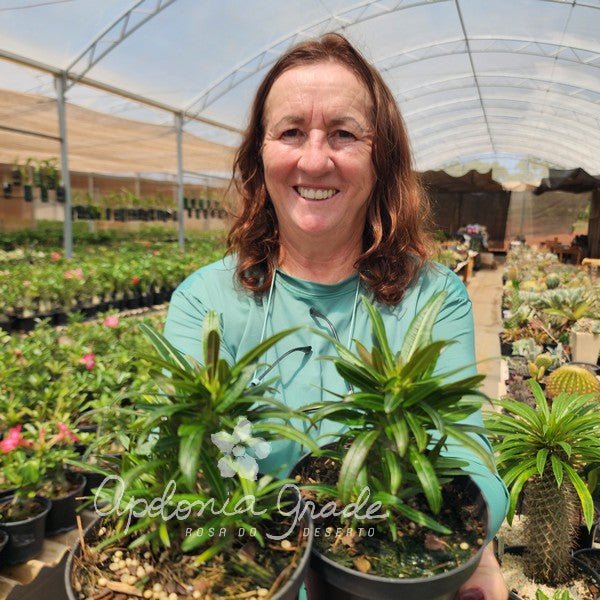 PACHYCAULE = PACHYPODIUM (ROSULATUM) - FLOR AMARELA - Apolonia Grade