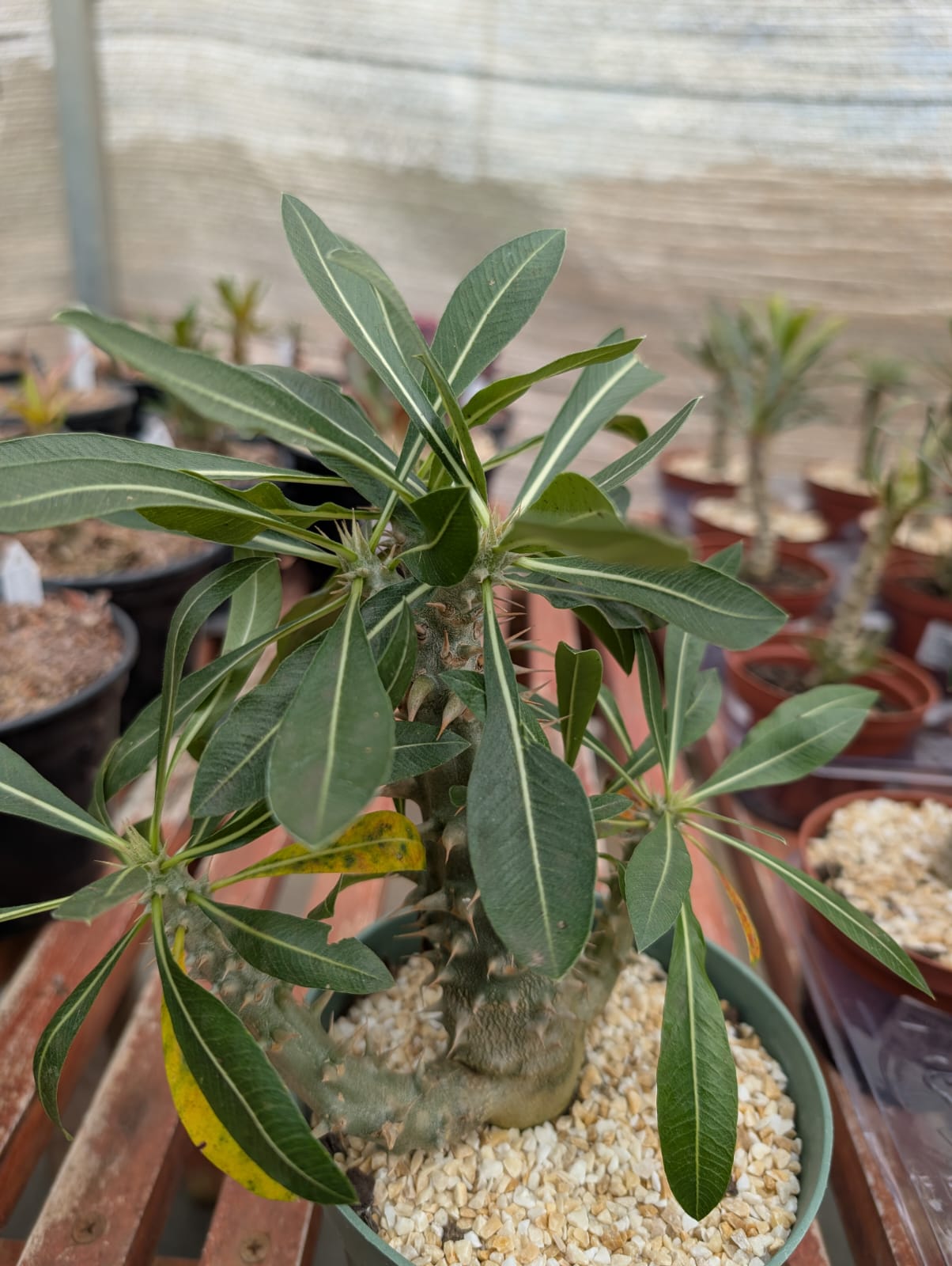 PACHYPODIUM = HOROMBENSE - Apolonia Grade