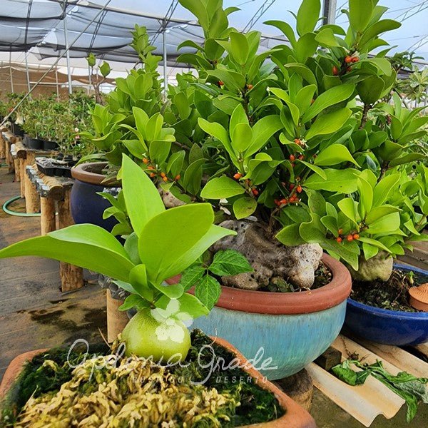 PLANTA FORMIGUEIRO | PLANTAS JOVENS - NA PANELINHA - Apolonia Grade