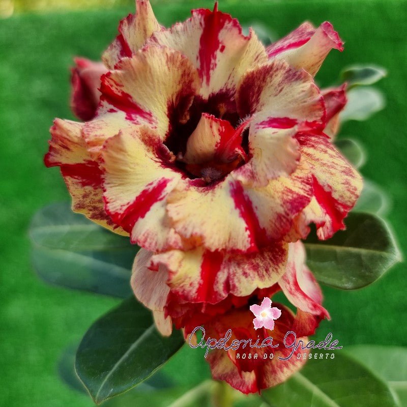 ROSA DO DESERTO 116 | PERFUMADA | MULTIPÉTALAS - Apolonia Grade