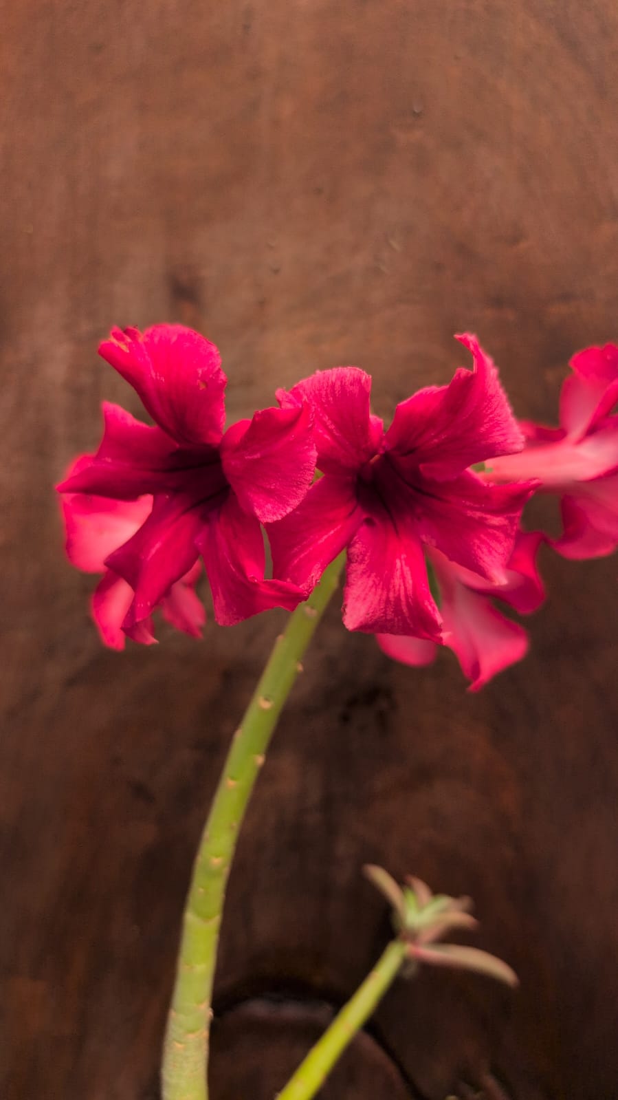 ROSA DO DESERTO 23 - Apolonia Grade