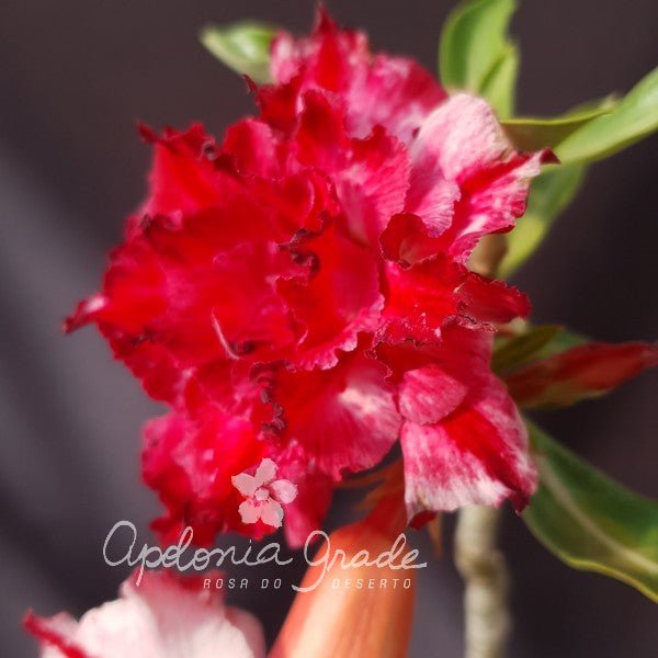 ROSA DO DESERTO ALFA | MULTIPÉTALAS - Apolonia Grade