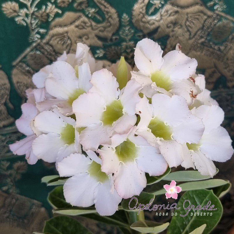 ROSA DO DESERTO BOUQUET PLUMA BRANCA | SINGELA - Apolonia Grade