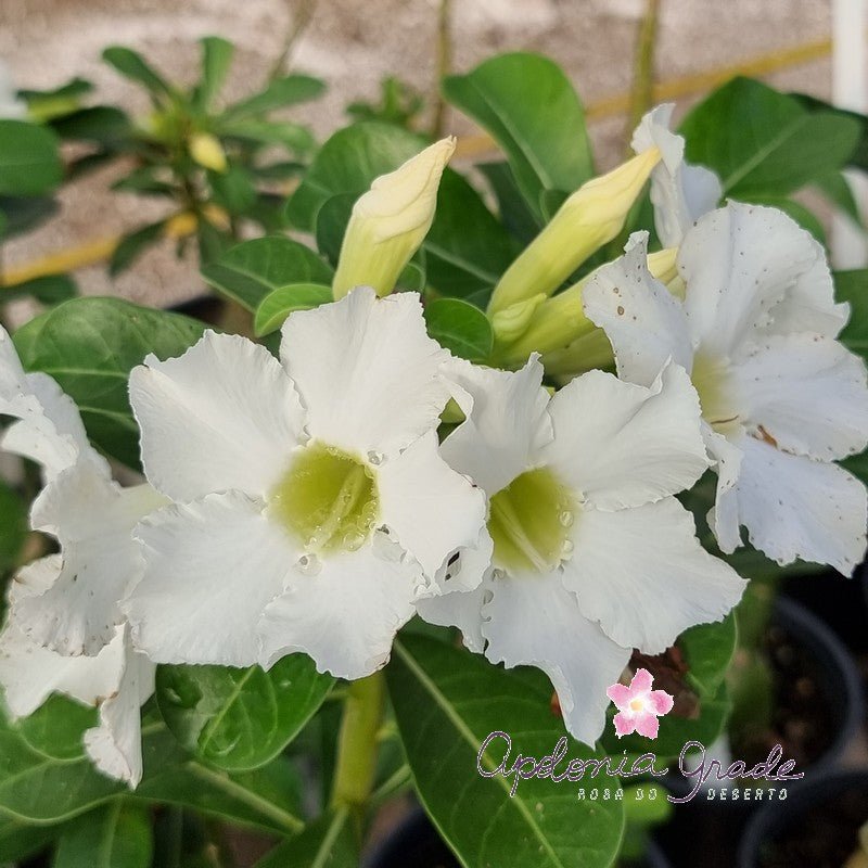 ROSA DO DESERTO BRANCA | SINGELA - Apolonia Grade