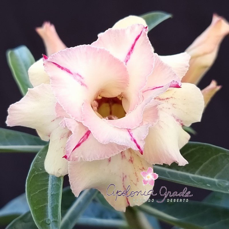 ROSA DO DESERTO CAMURÇA | DOBRADA - Apolonia Grade