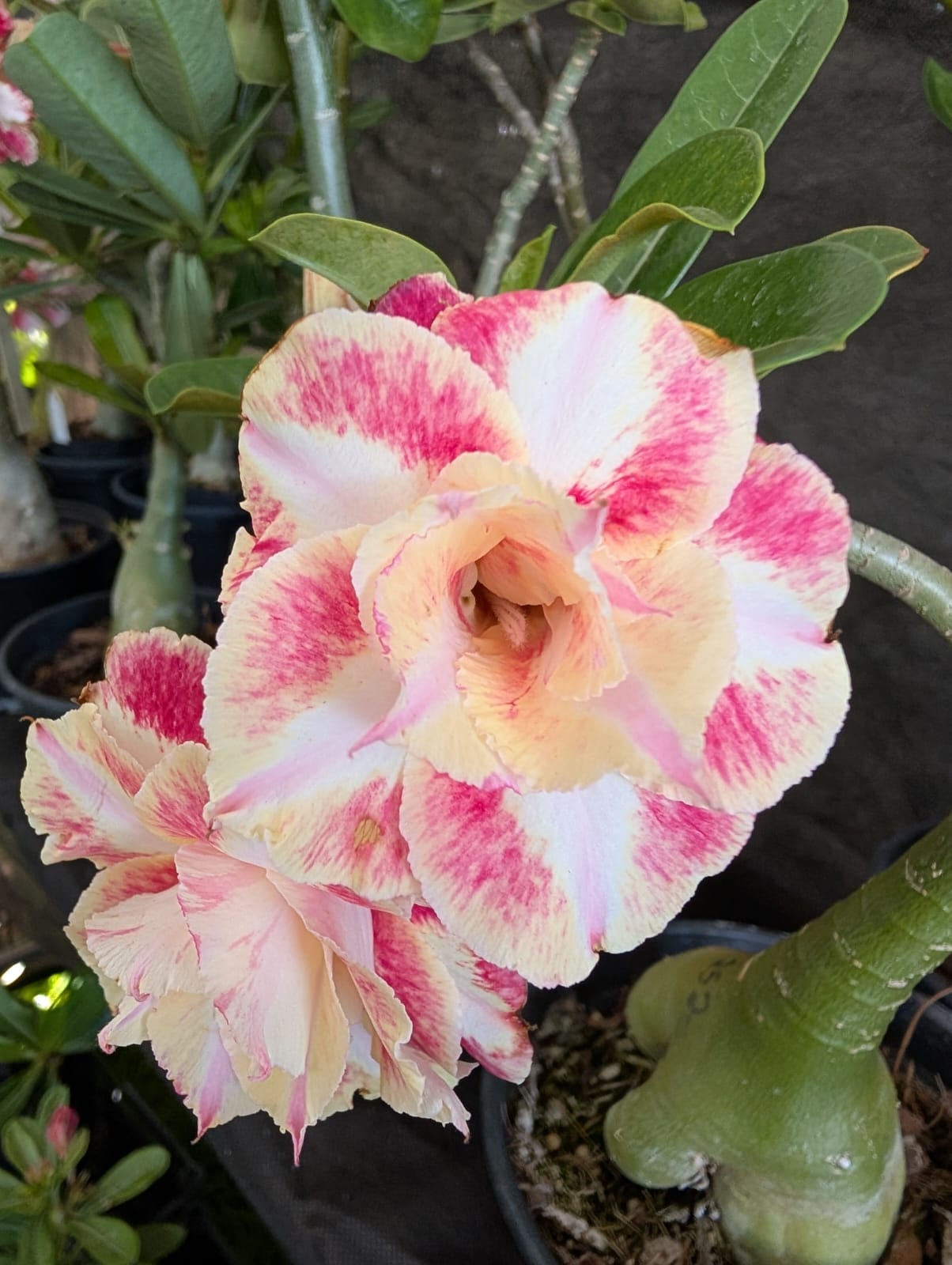 ROSA DO DESERTO CATALINA | HOMENAGEM A CATALÃO - Apolonia Grade