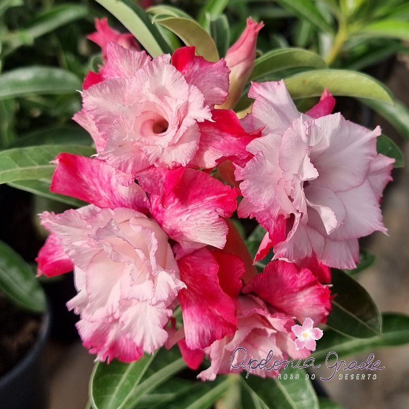 ROSA DO DESERTO CETIM | MULTIPÉTALAS - Apolonia Grade