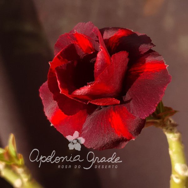 ROSA DO DESERTO COCA COLA | DOBRADA - Apolonia Grade